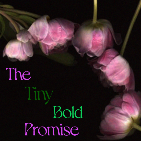 photograph of flowers and the words "the tiny bold promise"